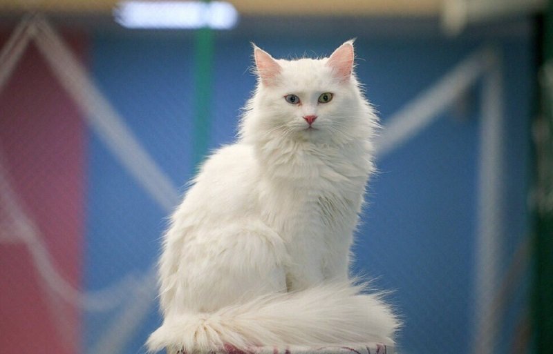 Кошка